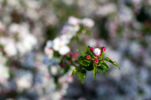 An image of a nice pink flower of apple-tree