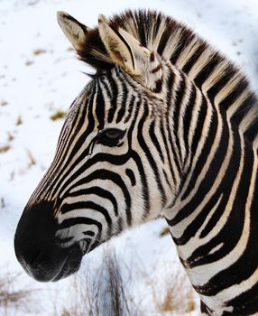 Zebra animal close up
