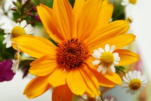 An image of bright orange and white flowers 