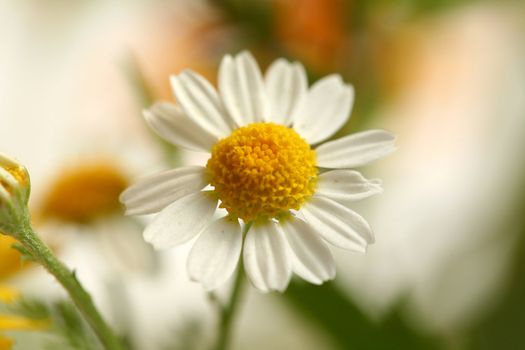 An image of a beautiful white flower of chamomile