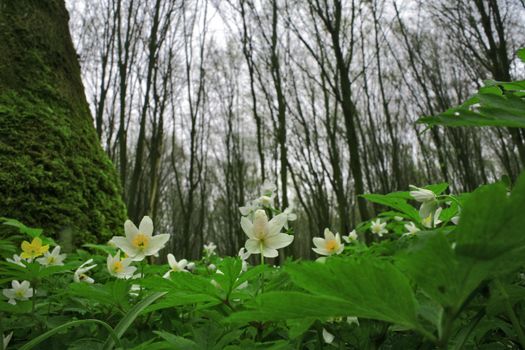 White spring flowers in the forest