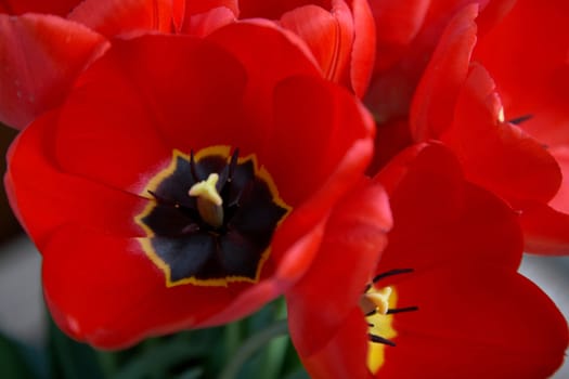 An image of red tulips