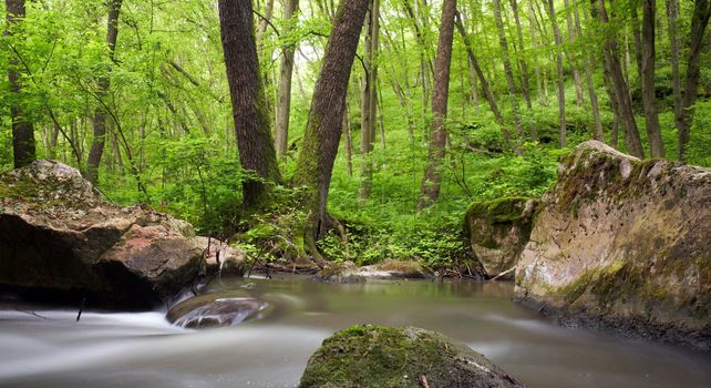 An image of stones in spring forest