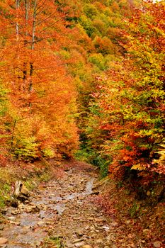 An image of a autumn trees in a forest