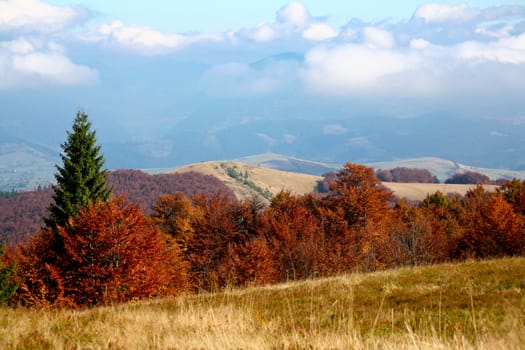 Nature theme: autumn in mountains: range of red trees