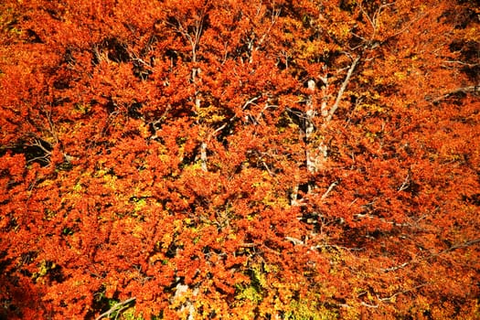 An background of yellow leaves. Autumn theme