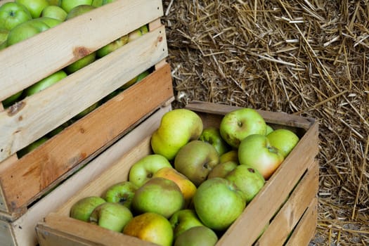An image of a crop of green apples