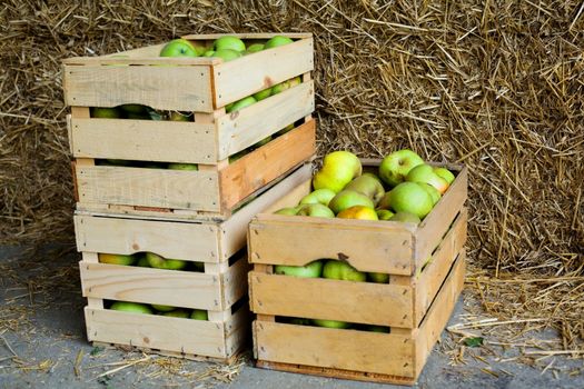 An image of boxes with green ripe apples 