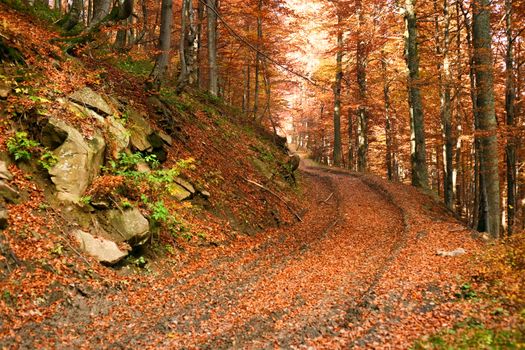 An image of road in yellow autumn forest