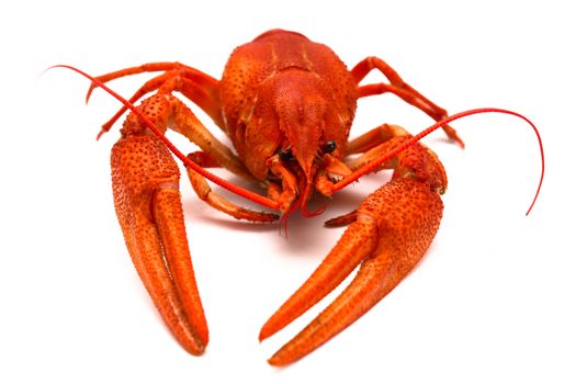An image of large cooked red lobster over white