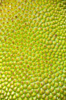 Jackfruit Texture Background