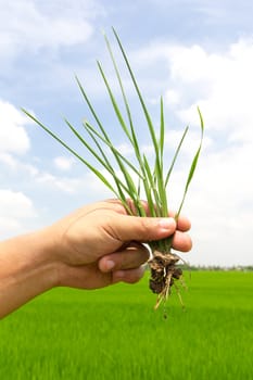 green grass in hand on paddy field