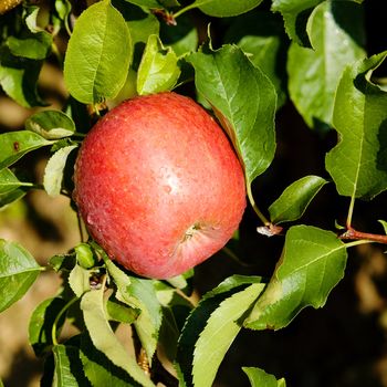 An image of red apple on the tree