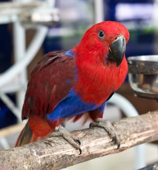 female eclectus parrot