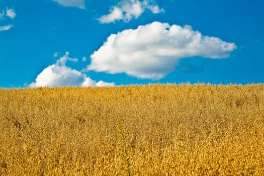 An image of yellow field under blue sky with cloud