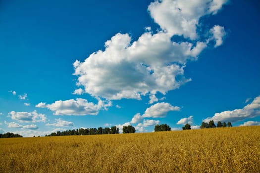 An image of yellow field under blue sky with clouds
