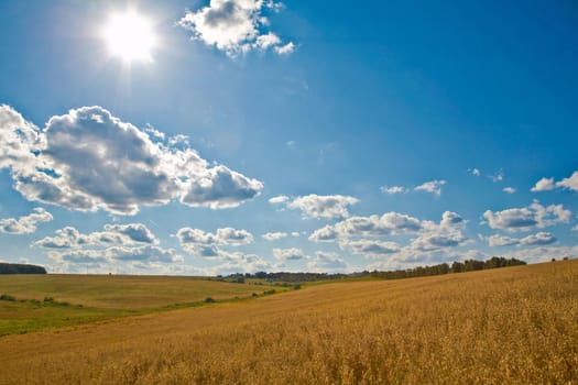 An image of yellow field under blue sky with sun