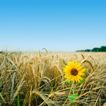 An image of solitude sunflower on yellow field