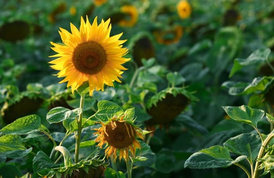 An image of yellow sunflower on green background
