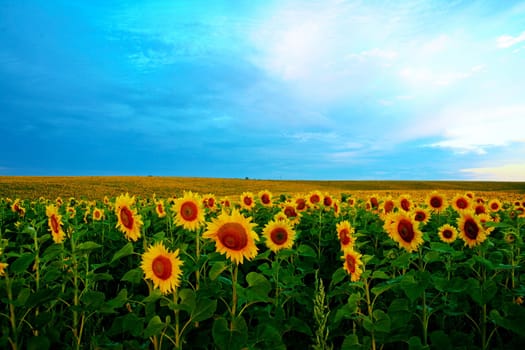 An image of a field of sunflowers