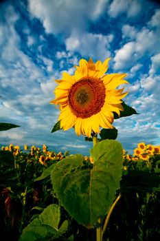 An image of yellow sunflowers under dramatic sky