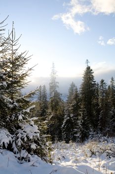 An image of a beautiful winter in the forest