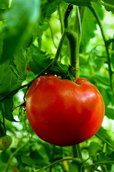 An image of red tomato close up in greenhouses