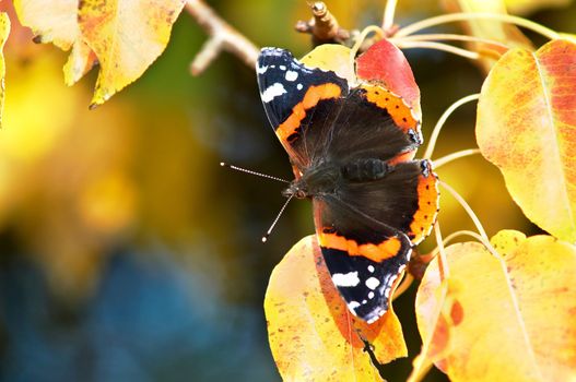 An image of  butterfly sitting on a pear-tree leaves