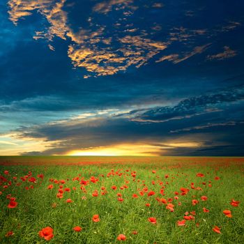 Green field with red poppies under dramatic cloud