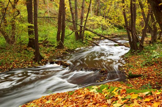 An image of river in autumn forest