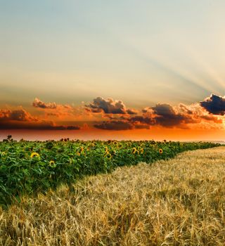 Sunflowers on a background of magic sky