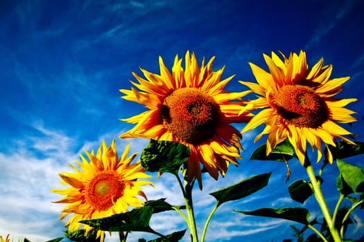 An image of yellow sunflower on dramatic background