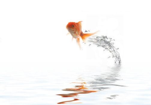 An image of flying goldfish