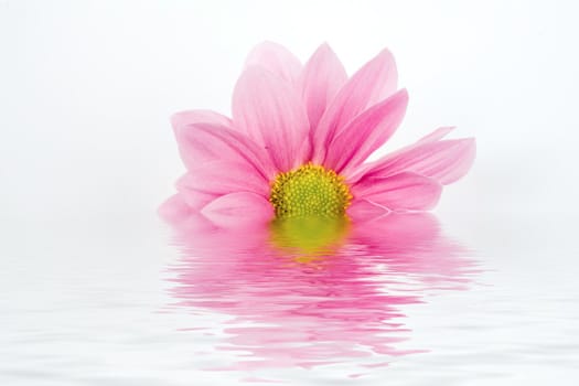 An image of a flower in water