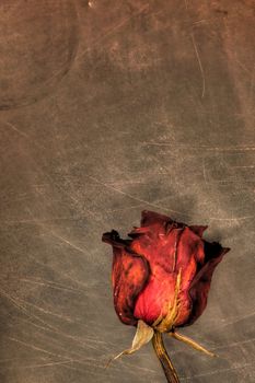 An image of dried rose