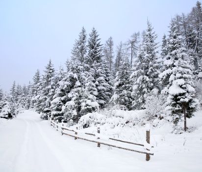 Stock photo: an image of a road in winter wood