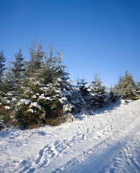 Nature: an image of a road in winter forest