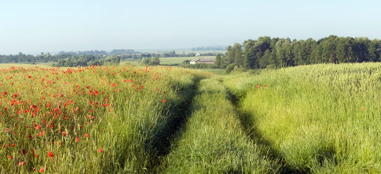 An image of a road in the field