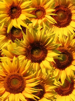 An image of beautiful yellow Sunflower petals closeup