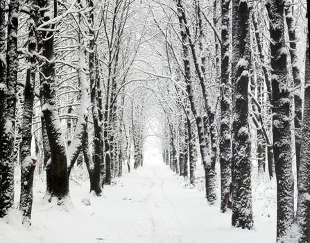 An image of lane in winter park