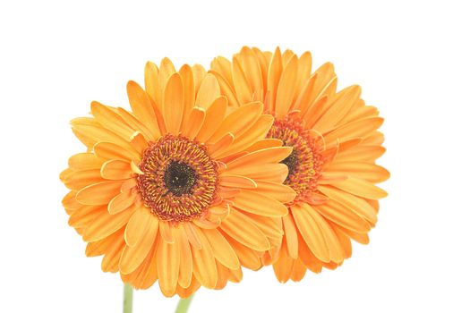 gerbera daisies