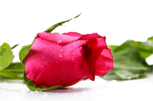 pink fresh rose isolated on a white background