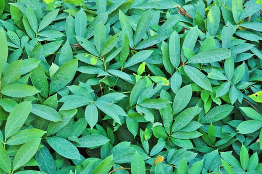 Pattrn Green Leaf Background