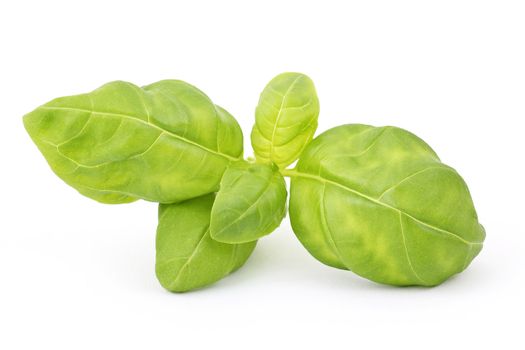 sprig of fresh basil