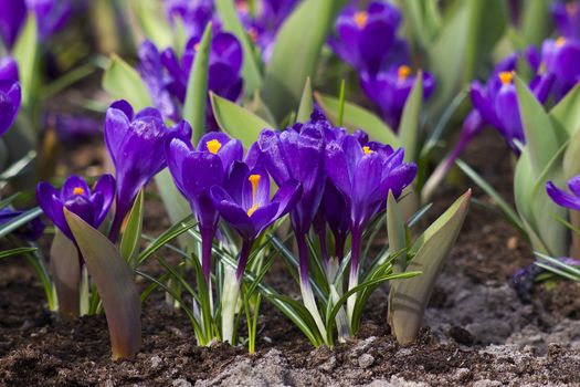 purple crocus flowers