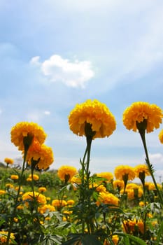 Marigold on the background of blue sky