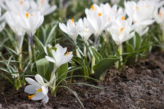 white crocus flowers