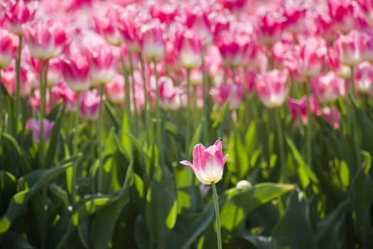 A spring field with pink tulips in the Netherlands