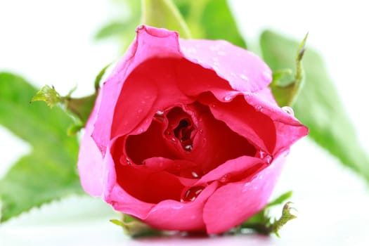 pink fresh rose isolated on a white background