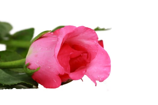 pink fresh rose isolated on a white background